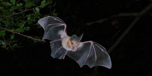 An Egyptian slit-faced bat, Nycteris thebaica. Mariëtte Pretorius, Author provided (no reuse). 600x300png